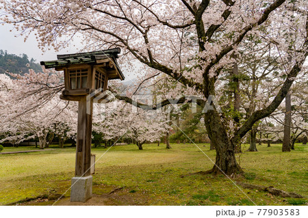 島根県出雲市 出雲大社へ進む松の参道の向こうに咲く桜 島根県出雲市 出雲大社へ進む松の参道の向こうに咲く桜 77903583