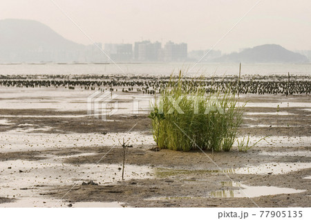 Ap Chai Wan Seaside, Chung Pak Nai 13 Aug 2006 Ap Chai Wan Seaside, Chung Pak Nai 13 Aug 2006 77905135