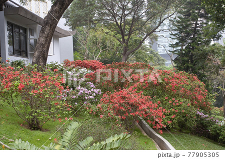 spring time , the Government House ,hong kong  24 Nov 2006 77905305