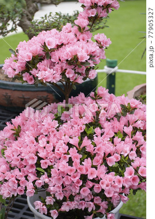 the flower bed of rhododendron at Government House hong kong  24 Nov 2006 77905327