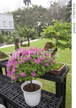 the flower bed of rhododendron at Government House hong kong 24 Nov 2006 the flower bed of rhododendron at Government House hong kong 24 Nov 2006 77905329