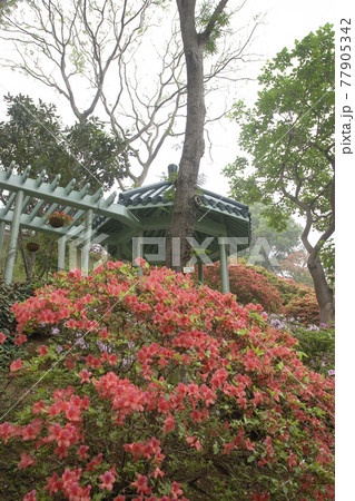 the flower bed of rhododendron at Government House hong kong  24 Nov 2006 77905342
