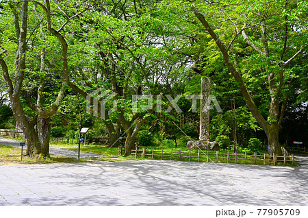 小丸山城址公園　本丸　七尾市 77905709