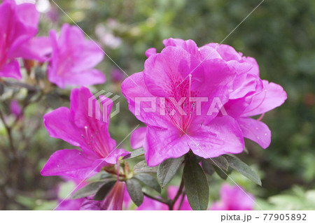 the beautiful rhododendron flower in the spring garden. 77905892