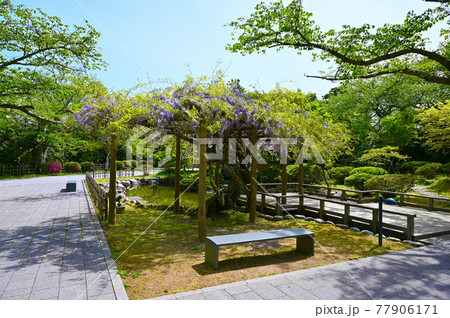 小丸山城址公園 本丸 庭園 七尾市 小丸山城址公園 本丸 庭園 七尾市 77906171