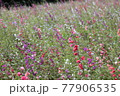 カラフルな花畑 77906535