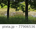 森から見る蓮の池 77906536