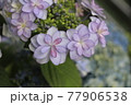 薄紫のアジサイ 77906538