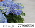 青いアジサイの花 77906539