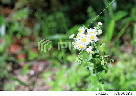 ヒメジョオンの花 ヒメジョオンの花 77906635
