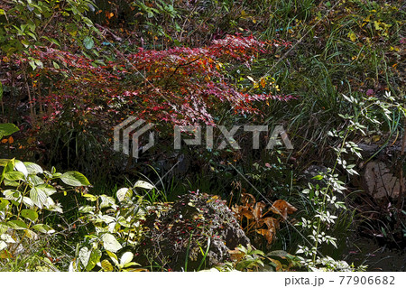 東山動植物園点景 77906682