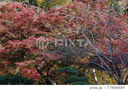 東山動植物園点景 77906684