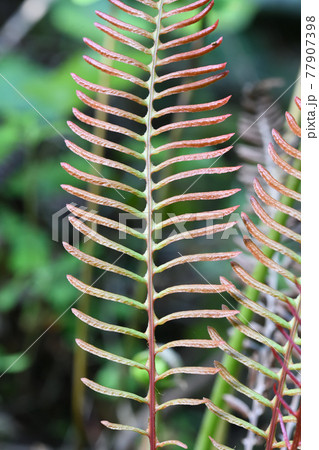 シシガシラの胞子葉 77907398