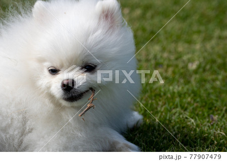 歯がゆい白いポメラニアンの写真素材