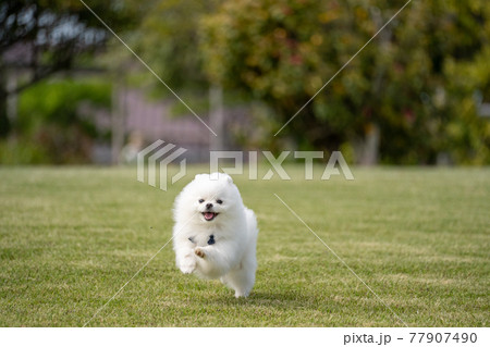 走る白いポメラニアン 77907490