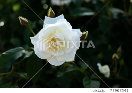 真っ白なバラの花の正面撮影 77907541