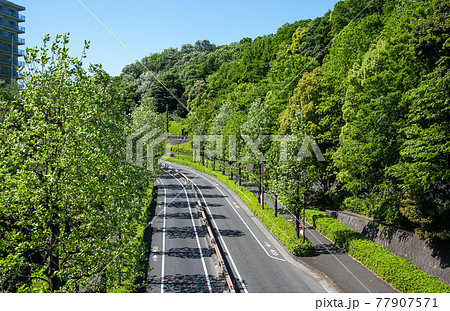 サイクルロード、稲城市｜東京オリンピックの自転車競技に選ばれたサイクリングロード、緑に囲まれた緩やか 77907571
