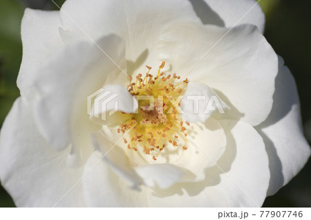 薔薇園に白いバラの花が咲いています。このバラの名前はホワイトマジックです。 77907746