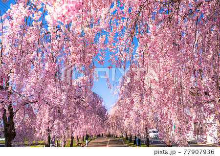 《福島県》枝垂れ桜並木・日中線記念自転車歩行者道 77907936