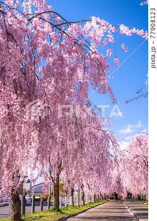 《福島県》枝垂れ桜並木・日中線記念自転車歩行者道 77908123