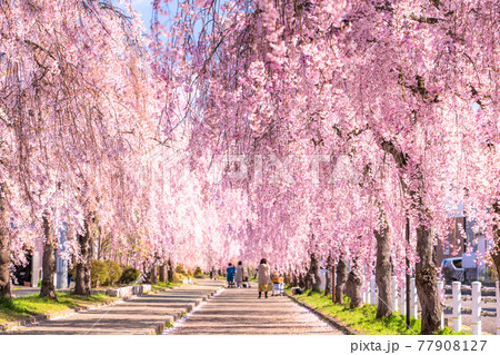 《福島県》枝垂れ桜並木・日中線記念自転車歩行者道 《福島県》枝垂れ桜並木・日中線記念自転車歩行者道 77908127