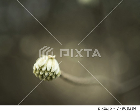 ミツマタの世界【花・植物】 ミツマタの世界【花・植物】 77908284