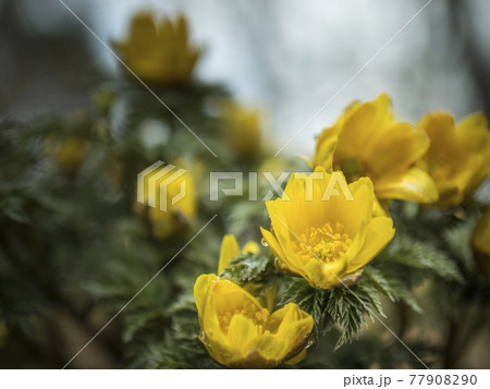 福寿草の黄色い世界【花・植物】 77908290
