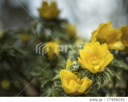 福寿草の黄色い世界【花・植物】 福寿草の黄色い世界【花・植物】 77908292