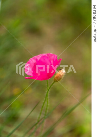 赤色 赤 花 77908294