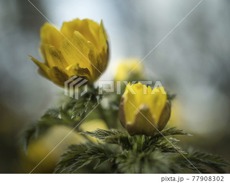 福寿草の黄色い世界【花・植物】 77908302