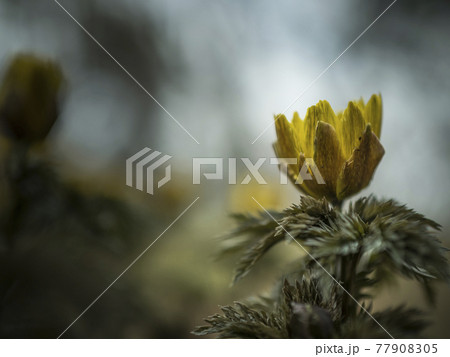 福寿草の黄色い世界【花・植物】 77908305
