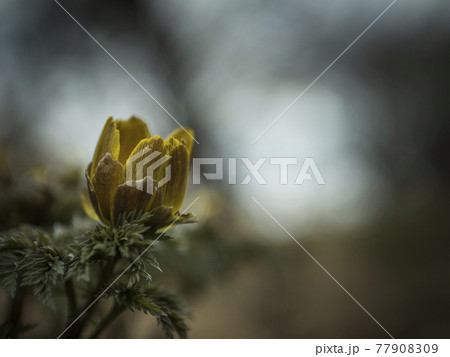 福寿草の黄色い世界【花・植物】 77908309