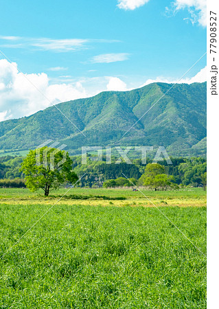 新緑・初夏の蒜山高原 新緑・初夏の蒜山高原 77908527