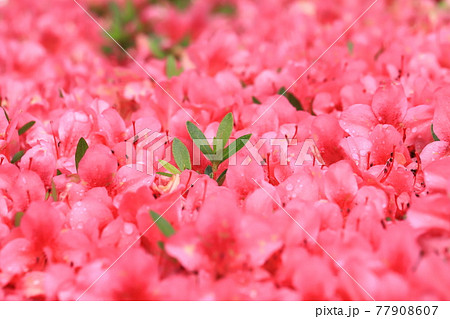 雨に濡れて鮮やかに咲くのサツキ 77908607