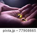 蛍 77908665