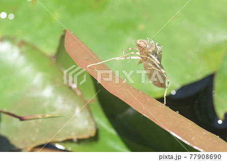 トンボの抜け殻　睡蓮の池　 77908690