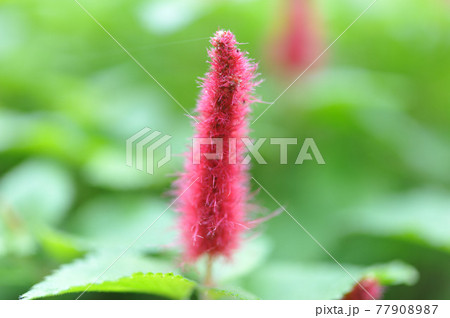 自宅花壇に咲いた、猫の尾 77908987