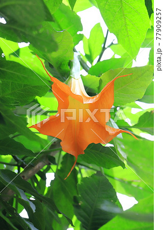 エンジェルストランペットの花(木立朝鮮朝顔) エンジェルストランペットの花(木立朝鮮朝顔) 77909257