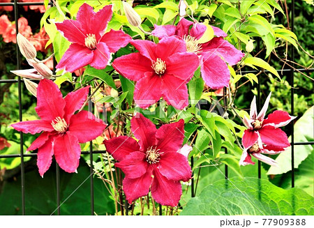 赤い鉄線 77909388