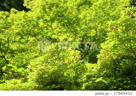 新緑イロハモミジ 紅色双葉 新緑イロハモミジ 紅色双葉 77909452