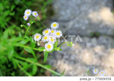ヒメジョオンの花 ヒメジョオンの花 77909458