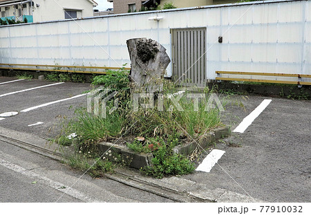 邪魔な切り株 邪魔な切り株 77910032