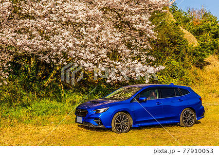広場に咲く桜の木の横に青いステーションワゴン 広場に咲く桜の木の横に青いステーションワゴン 77910053