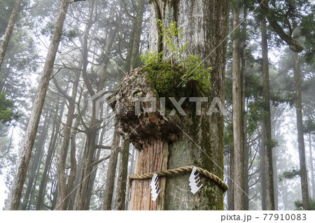 しめ縄が付いた杉の幹の瘤/身延山久遠寺(山梨県) しめ縄が付いた杉の幹の瘤/身延山久遠寺(山梨県) 77910083