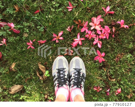 ランニング中、足もとに広がるプルメリアに足を止める 77910127