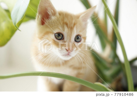ねこちゃん親子の日常風景 77910486