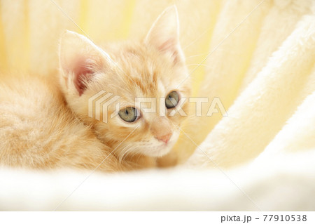 ねこちゃん親子の日常風景 ねこちゃん親子の日常風景 77910538