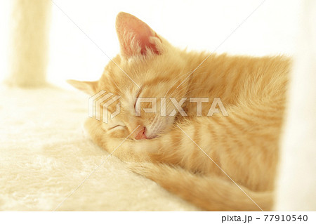 ねこちゃん親子の日常風景 77910540