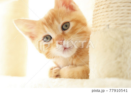 ねこちゃん親子の日常風景 ねこちゃん親子の日常風景 77910541