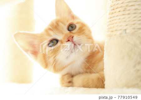 ねこちゃん親子の日常風景 77910549